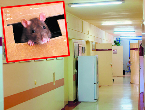 Mała myszka wywołała spore zamieszanie wśród pacjentek szpitala im. Madurowicza.